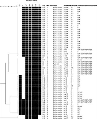 Multidrug Resistance and Molecular Characterization of Streptococcus agalactiae Isolates From Dairy Cattle With Mastitis